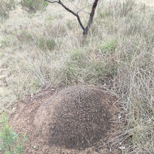 Nasutitermes exitiosus at Hackett, ACT - 5 Jun 2024