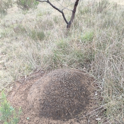 Nasutitermes exitiosus (Snouted termite, Gluegun termite) at Hackett, ACT - 5 Jun 2024 by DonFletcher