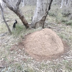 Nasutitermes exitiosus (Snouted termite, Gluegun termite) at Hackett, ACT - 5 Jun 2024 by DonFletcher