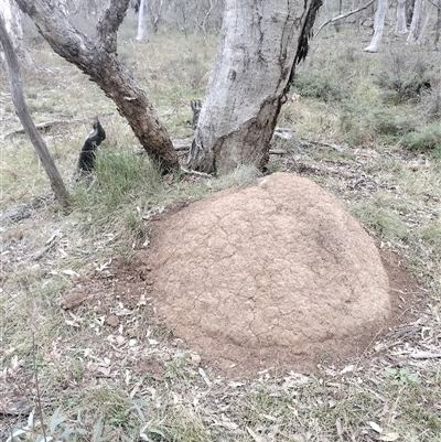 Nasutitermes exitiosus (Snouted termite, Gluegun termite) at Hackett, ACT - 5 Jun 2024 by DonFletcher