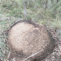 Nasutitermes exitiosus (Snouted termite, Gluegun termite) at Hackett, ACT - 5 Jun 2024 by DonFletcher