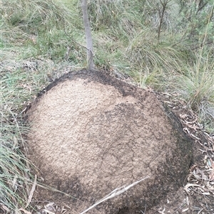 Nasutitermes exitiosus at Hackett, ACT - suppressed