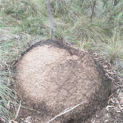 Nasutitermes exitiosus (Snouted termite, Gluegun termite) at Hackett, ACT - 5 Jun 2024 by DonFletcher