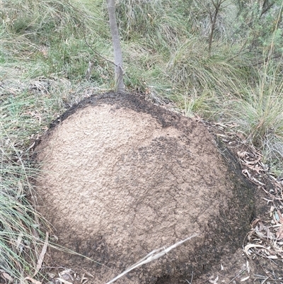 Nasutitermes exitiosus (Snouted termite, Gluegun termite) at Hackett, ACT - 5 Jun 2024 by DonFletcher