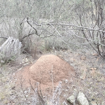 Nasutitermes exitiosus (Snouted termite, Gluegun termite) at Hackett, ACT - 5 Jun 2024 by DonFletcher