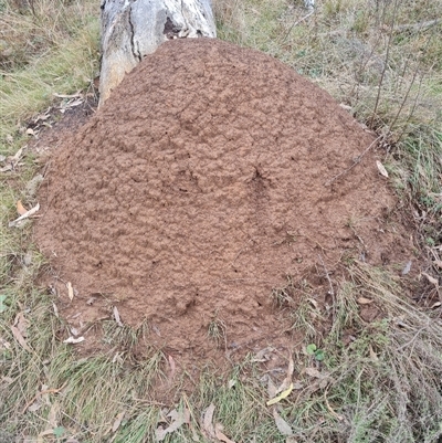 Nasutitermes exitiosus (Snouted termite, Gluegun termite) at Hackett, ACT - 5 Jun 2024 by DonFletcher