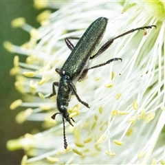 Eleale aspera (Clerid beetle) at Googong, NSW - 10 Nov 2024 by WHall