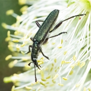 Eleale aspera at Googong, NSW - 10 Nov 2024 10:34 AM