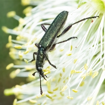 Eleale aspera (Clerid beetle) at Googong, NSW - 10 Nov 2024 by WHall