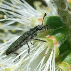 Eleale aspera at Googong, NSW - 10 Nov 2024 10:34 AM