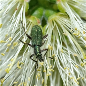 Eleale aspera at Googong, NSW - 10 Nov 2024 10:34 AM