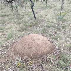 Nasutitermes exitiosus (Snouted termite, Gluegun termite) at Hackett, ACT - 5 Jun 2024 by DonFletcher