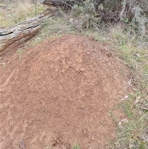 Nasutitermes exitiosus at Hackett, ACT - 5 Jun 2024