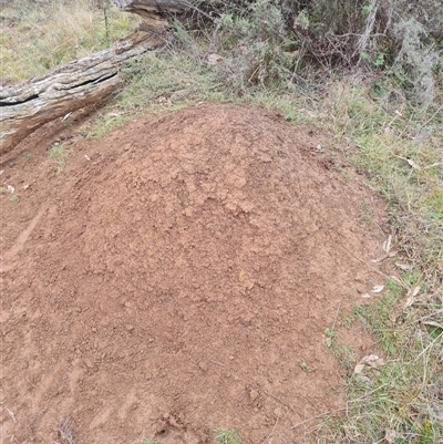 Nasutitermes exitiosus (Snouted termite, Gluegun termite) at Hackett, ACT - 5 Jun 2024 by DonFletcher