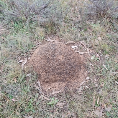 Nasutitermes exitiosus (Snouted termite, Gluegun termite) at Hackett, ACT - 5 Jun 2024 by DonFletcher