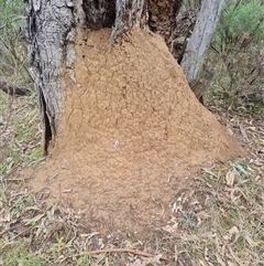 Nasutitermes exitiosus (Snouted termite, Gluegun termite) at Hackett, ACT - 5 Jun 2024 by DonFletcher