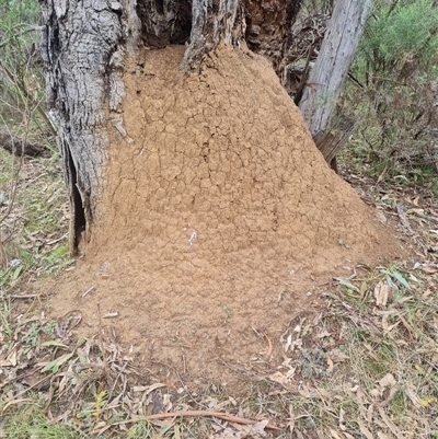 Nasutitermes exitiosus (Snouted termite, Gluegun termite) at Hackett, ACT - 5 Jun 2024 by DonFletcher