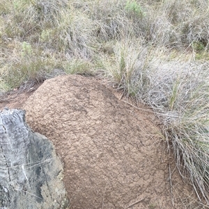 Nasutitermes exitiosus at Hackett, ACT - 5 Jun 2024