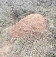 Nasutitermes exitiosus (Snouted termite, Gluegun termite) at Hackett, ACT - 5 Jun 2024 by DonFletcher