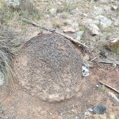 Nasutitermes exitiosus (Snouted termite, Gluegun termite) at Hackett, ACT - 5 Jun 2024 by DonFletcher