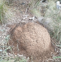 Nasutitermes exitiosus (Snouted termite, Gluegun termite) at Hackett, ACT - 5 Jun 2024 by DonFletcher