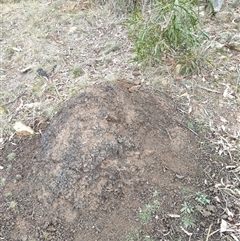 Nasutitermes exitiosus (Snouted termite, Gluegun termite) at Hackett, ACT - 5 Jun 2024 by DonFletcher