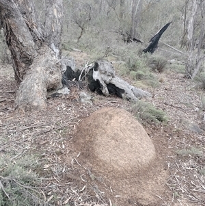 Nasutitermes exitiosus at Hackett, ACT - 5 Jun 2024