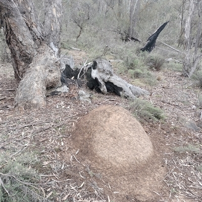 Nasutitermes exitiosus (Snouted termite, Gluegun termite) at Hackett, ACT - 5 Jun 2024 by DonFletcher