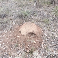 Nasutitermes exitiosus (Snouted termite, Gluegun termite) at Hackett, ACT - 5 Jun 2024 by DonFletcher