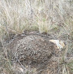 Nasutitermes exitiosus (Snouted termite, Gluegun termite) at Hackett, ACT - 5 Jun 2024 by DonFletcher