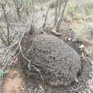 Nasutitermes exitiosus at Hackett, ACT - 5 Jun 2024