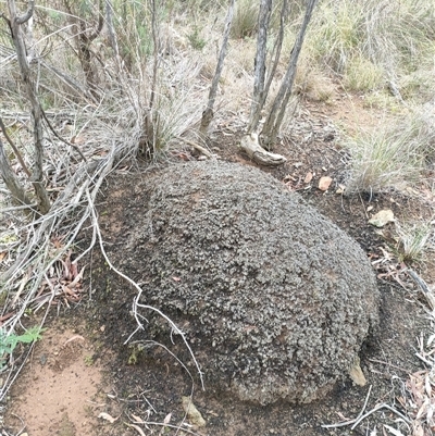 Nasutitermes exitiosus (Snouted termite, Gluegun termite) at Hackett, ACT - 5 Jun 2024 by DonFletcher