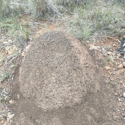 Nasutitermes exitiosus (Snouted termite, Gluegun termite) at Hackett, ACT - 5 Jun 2024 by DonFletcher