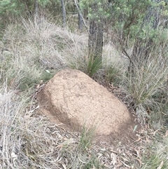 Nasutitermes exitiosus (Snouted termite, Gluegun termite) at Hackett, ACT - 5 Jun 2024 by DonFletcher