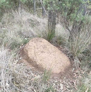 Nasutitermes exitiosus at Hackett, ACT - 5 Jun 2024