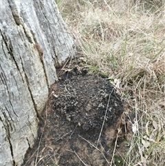 Nasutitermes exitiosus (Snouted termite, Gluegun termite) at Hackett, ACT - 5 Jun 2024 by DonFletcher