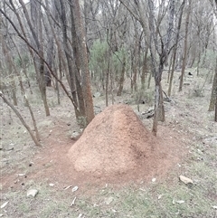 Nasutitermes exitiosus (Snouted termite, Gluegun termite) at Ainslie, ACT - 5 Jun 2024 by DonFletcher