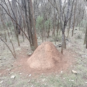 Nasutitermes exitiosus at Ainslie, ACT - suppressed