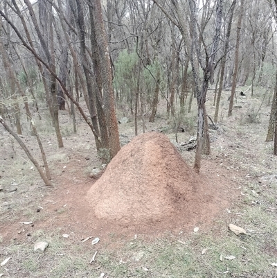 Nasutitermes exitiosus (Snouted termite, Gluegun termite) at Ainslie, ACT - 5 Jun 2024 by DonFletcher