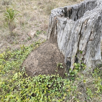 Nasutitermes exitiosus (Snouted termite, Gluegun termite) at Hackett, ACT - 5 Jun 2024 by DonFletcher