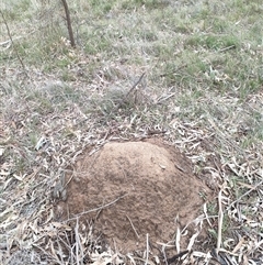 Nasutitermes exitiosus (Snouted termite, Gluegun termite) at Hackett, ACT - 5 Jun 2024 by DonFletcher