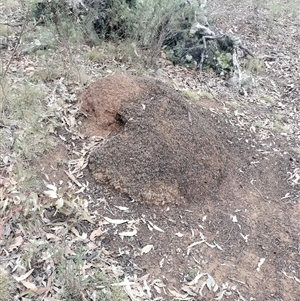 Nasutitermes exitiosus at Ainslie, ACT - suppressed