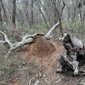 Nasutitermes exitiosus at Ainslie, ACT - 5 Jun 2024