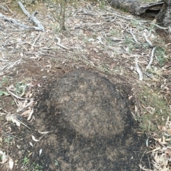 Nasutitermes exitiosus (Snouted termite, Gluegun termite) at Hackett, ACT - 5 Jun 2024 by DonFletcher