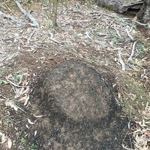 Nasutitermes exitiosus at Hackett, ACT - 5 Jun 2024