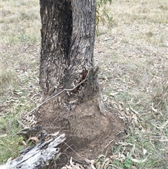 Nasutitermes exitiosus (Snouted termite, Gluegun termite) at Hackett, ACT - 5 Jun 2024 by DonFletcher