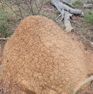 Nasutitermes exitiosus at Hackett, ACT - 5 Jun 2024