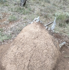 Nasutitermes exitiosus (Snouted termite, Gluegun termite) at Hackett, ACT - 5 Jun 2024 by DonFletcher