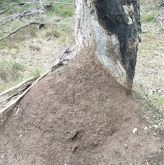 Nasutitermes exitiosus (Snouted termite, Gluegun termite) at Hackett, ACT - 5 Jun 2024 by DonFletcher