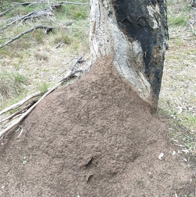 Nasutitermes exitiosus (Snouted termite, Gluegun termite) at Hackett, ACT - 5 Jun 2024 by DonFletcher